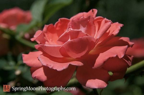 Rose Rose