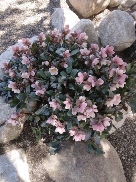 Hellebore Hellebore