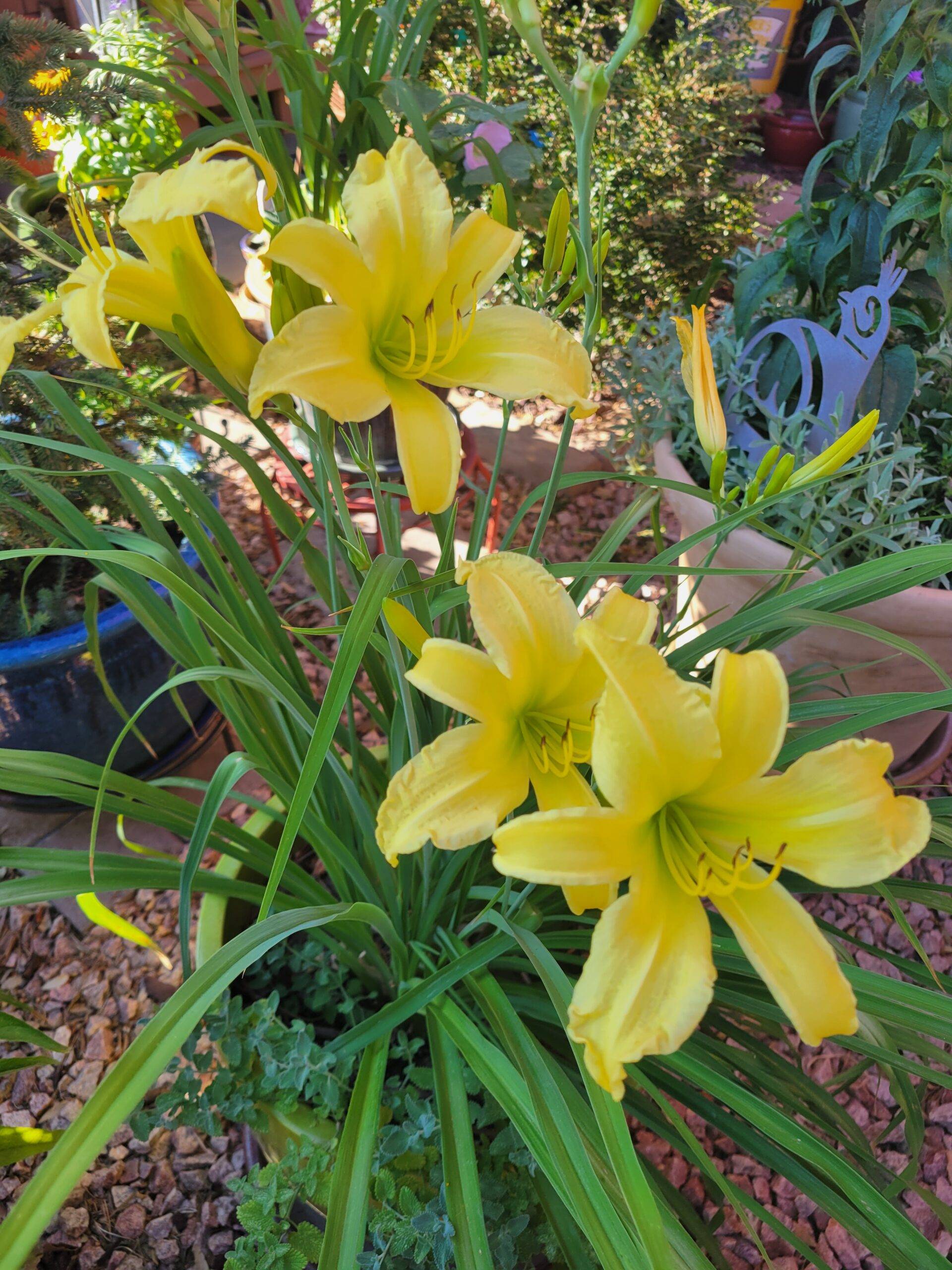 daylily daylily
