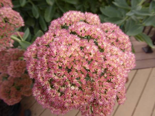 Sedum autumn joy sedum
