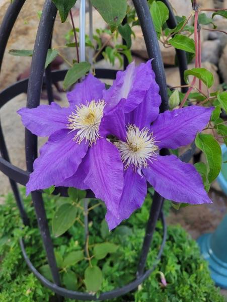 Clematis Clematis