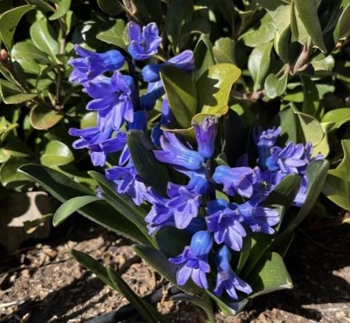 hyacinth
