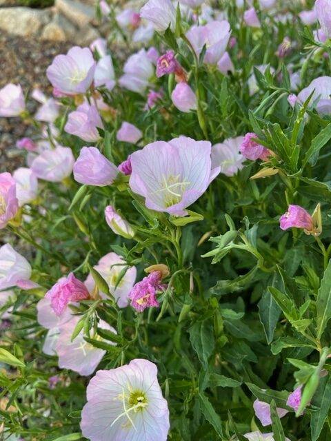 Evening primrose Evening primrose
