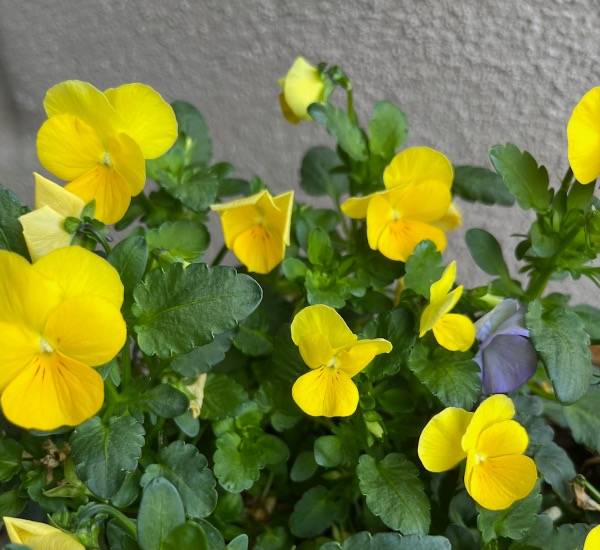 yellow pansies