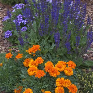 eChrisR-VioletOrangeTrio_0209