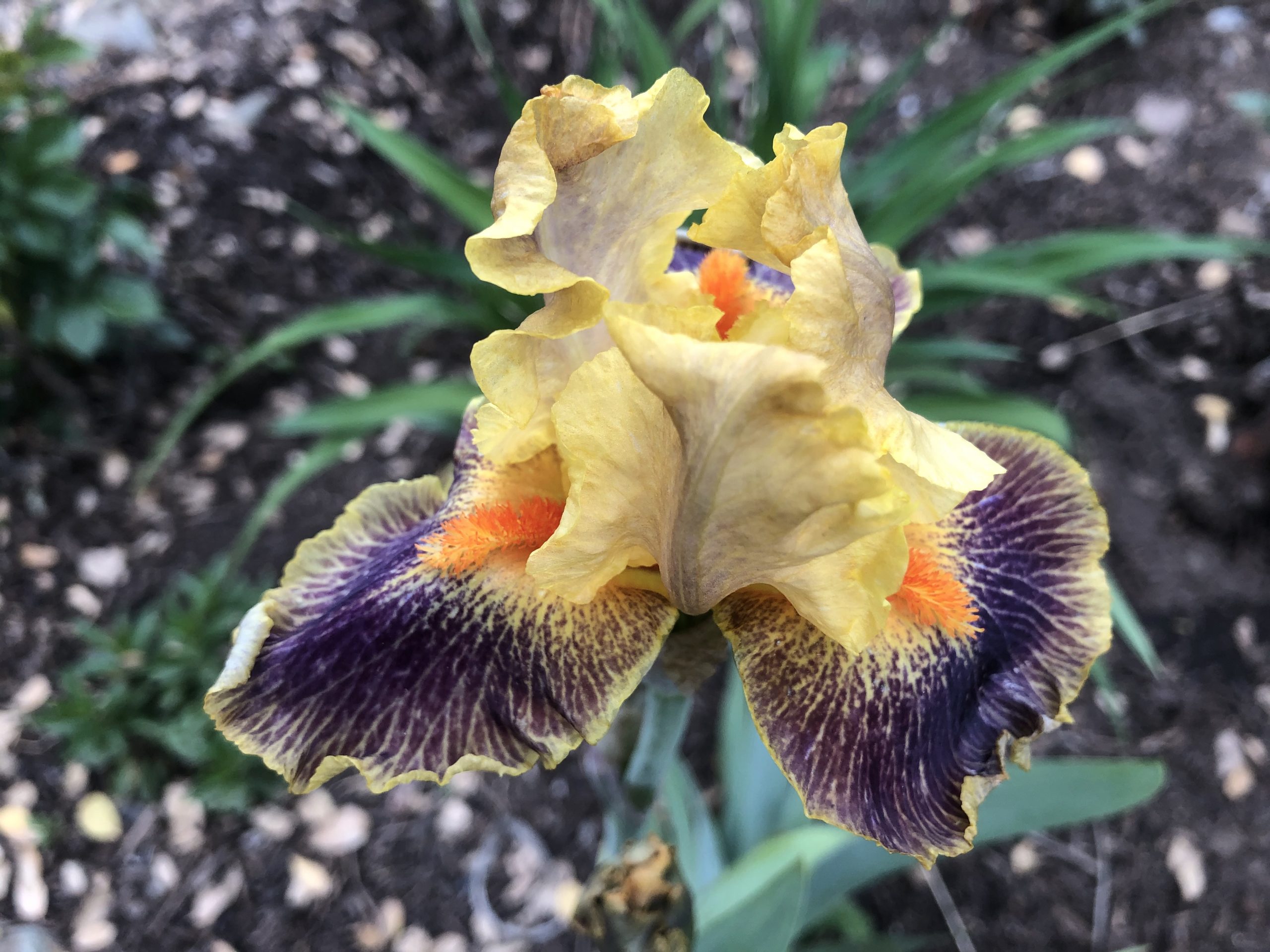 Iris