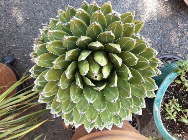 Victoria Agave