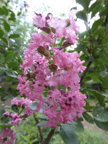 crepe myrtle