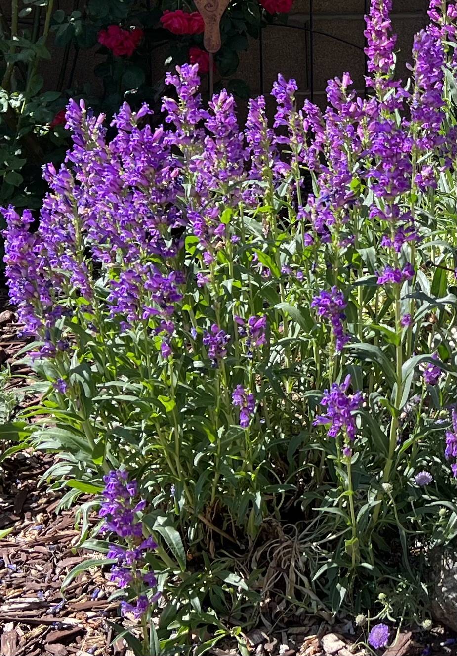 Penstemon